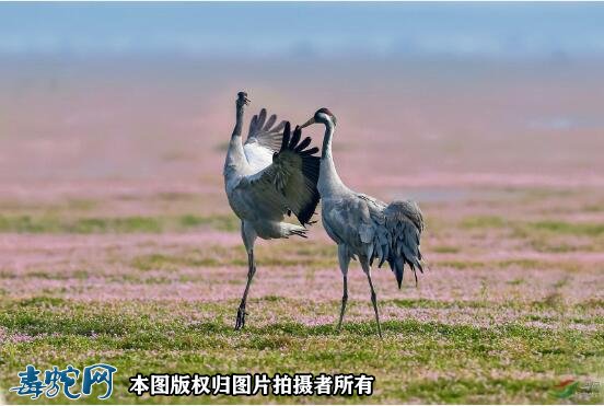国家重点保护野生动物:鸟纲 - 鹤形目品种