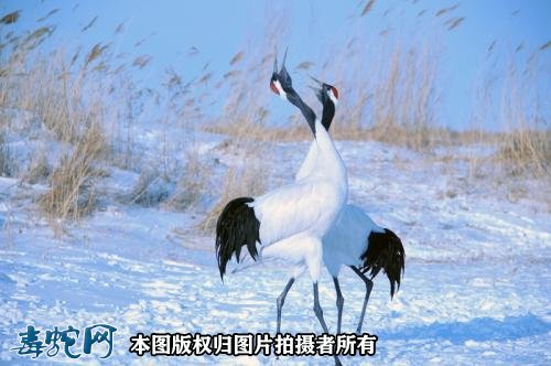 国家重点保护野生动物:鸟纲 - 鹤形目品种