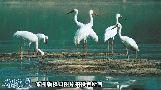 国家重点保护野生动物:鸟纲 - 鹤形目品种