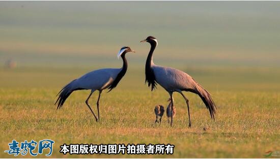 国家重点保护野生动物:鸟纲 - 鹤形目品种