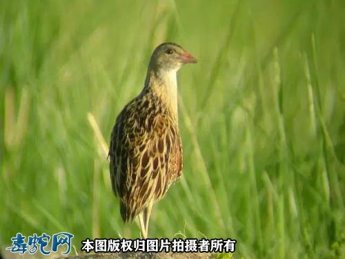 国家重点保护野生动物:鸟纲 - 鹤形目品种