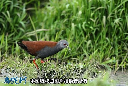 国家重点保护野生动物:鸟纲 - 鹤形目品种