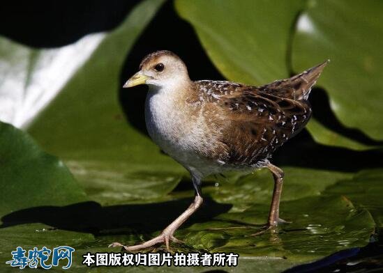国家重点保护野生动物:鸟纲 - 鹤形目品种