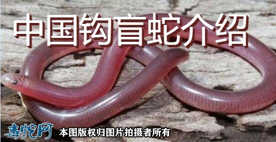 中国钩盲蛇图片1