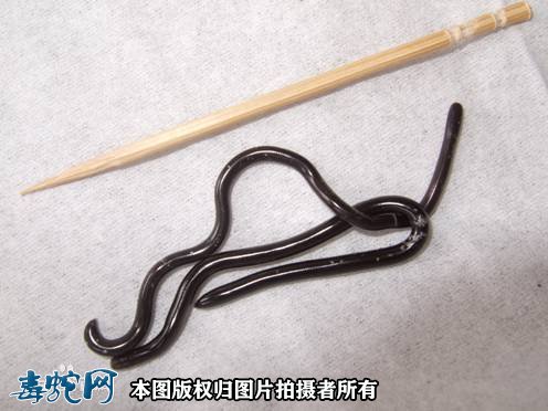 中国钩盲蛇图片2