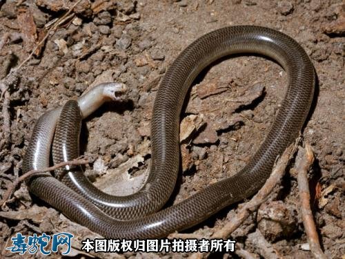 中国钩盲蛇图片3
