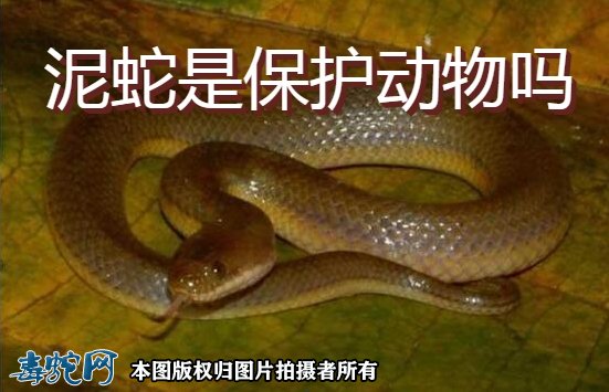 泥蛇是国家保护动物吗