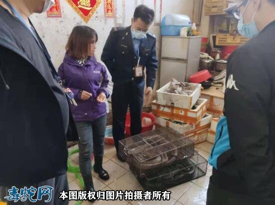 顺德一市场两档口被查!售卖的眼镜蛇、水律蛇、蟾蜍!