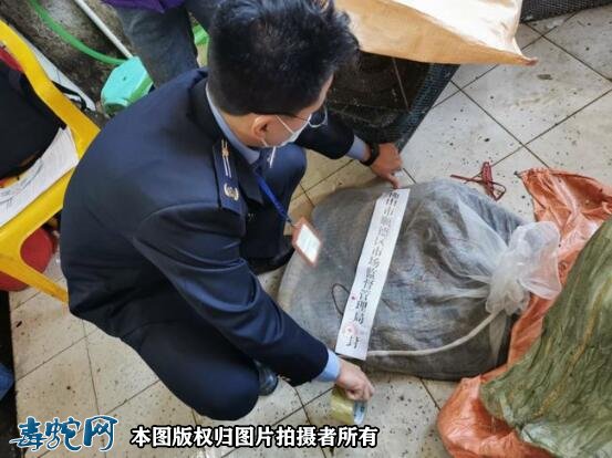 顺德一市场两档口被查!售卖的眼镜蛇、水律蛇、蟾蜍!