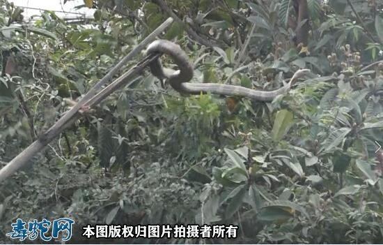 兴义2米多眼镜蛇频频出没兴义一村庄!消防小哥出手捕捉放生!