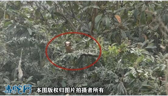 兴义2米多眼镜蛇频频出没兴义一村庄!消防小哥出手捕捉放生!