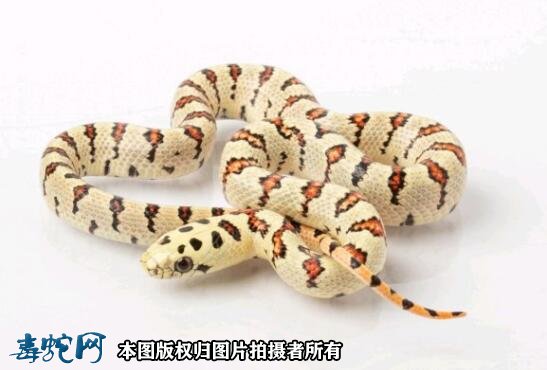 泰利王蛇价格图片2