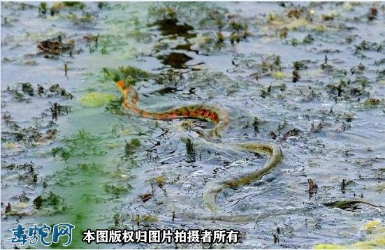 在水里的百花锦蛇？