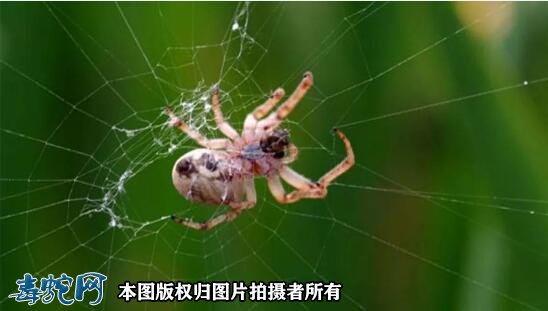 蜘蛛吐丝蜘蛛吐丝从哪里吐出来的