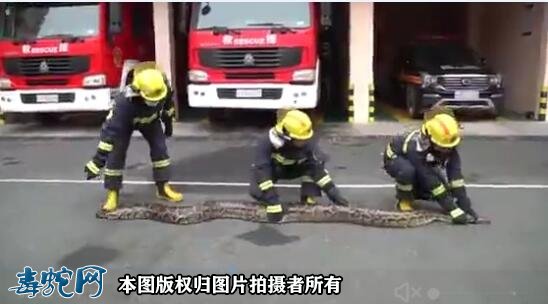 广西北海村民报警称有蛇扰民,消防捕获3.8米大蟒蛇!