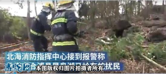 广西北海村民报警称有蛇扰民,消防捕获3.8米大蟒蛇!