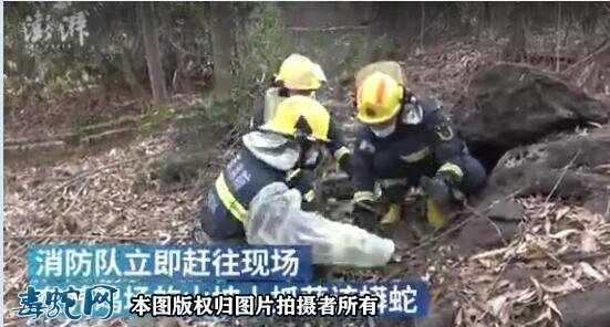 广西北海村民报警称有蛇扰民,消防捕获3.8米大蟒蛇!