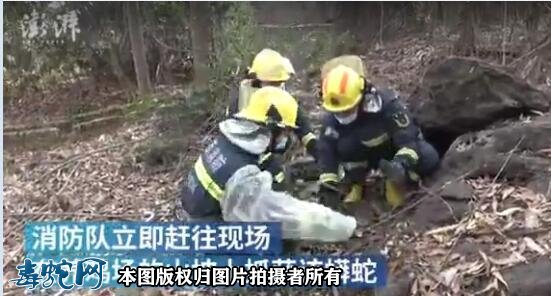 广西北海村民报警称有蛇扰民，消防捕获3.8米大蟒蛇！