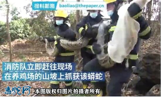 广西北海村民报警称有蛇扰民,消防捕获3.8米大蟒蛇!