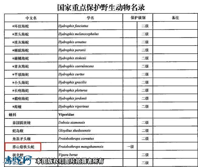 莽山烙铁头蛇正式列入国家一级保护野生动物!蟒蛇降为二级保护!