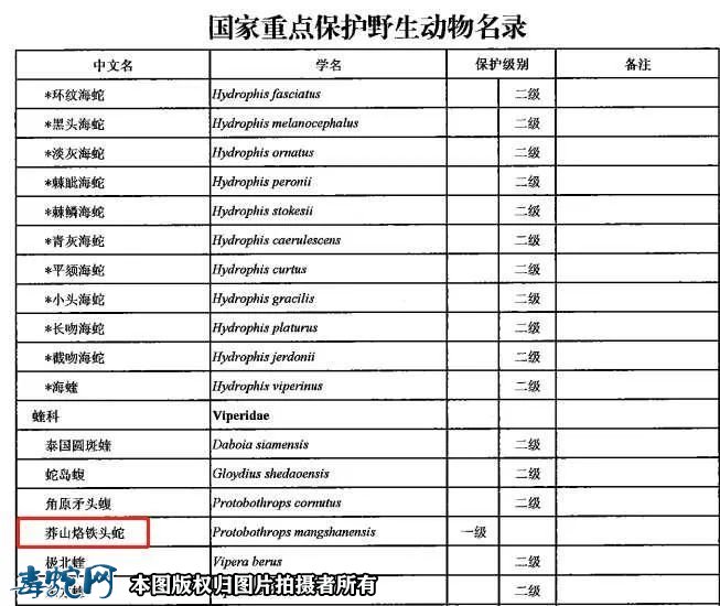 莽山烙铁头蛇正式列入国家一级保护野生动物！蟒蛇降为二级保护！