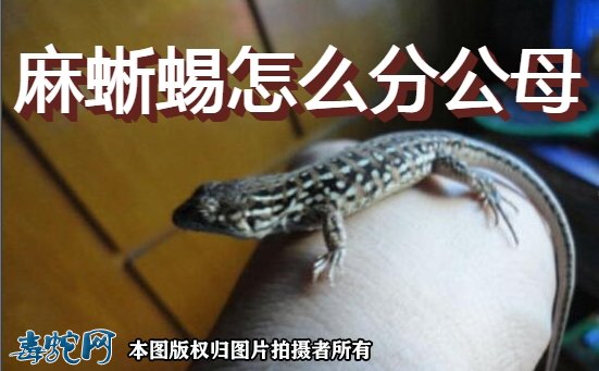 麻蜥蜴怎么分公母