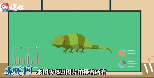 麻蜥蜴怎么分公母区分图1