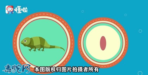 麻蜥蜴怎么分公母区分图3