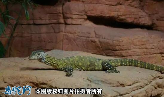 宠物眼斑巨蜥、眼斑巨蜥价格多少钱一只?