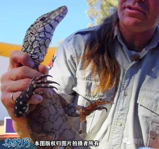 宠物眼斑巨蜥、眼斑巨蜥价格多少钱一只?