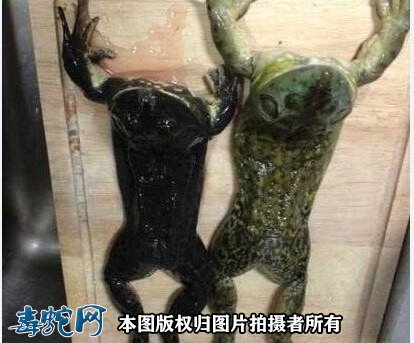 香锅牛蛙做法步骤图1