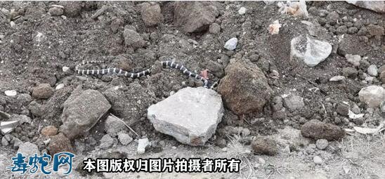 洪濑一老戏台翻修爬出2条银环蛇！面对中国最毒毒蛇要小心点！
