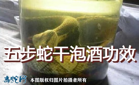 五步蛇干泡酒功效