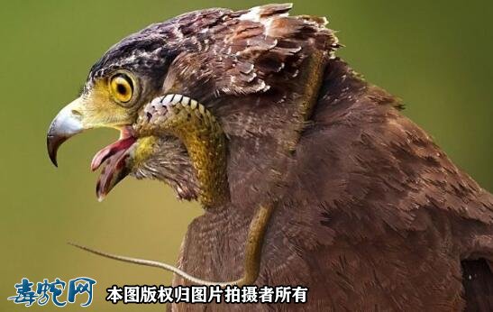 蛇雕！我国最凶猛的鸟类，吃毒蛇像吃辣条一样！