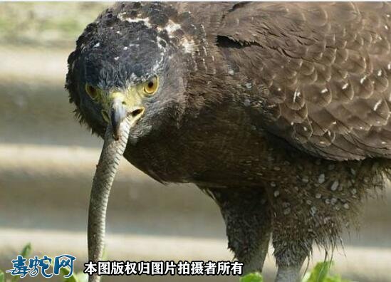 蛇雕!我国最凶猛的鸟类,吃毒蛇像吃辣条一样!