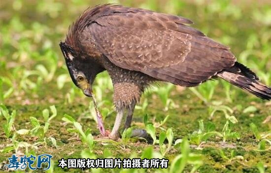 蛇雕!我国最凶猛的鸟类,吃毒蛇像吃辣条一样!
