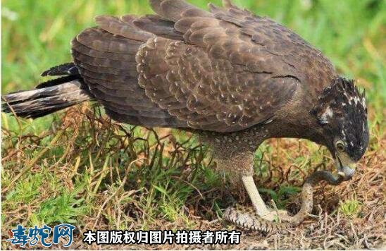 蛇雕!我国最凶猛的鸟类,吃毒蛇像吃辣条一样!