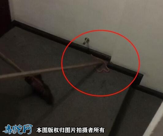 贵阳男子住酒店枕头下一条活蛇!瞬间吓懵!