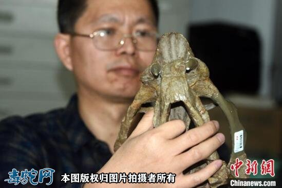 九峰吐鲁番兽是什么动物？中国发现2.5亿年前九峰吐鲁番兽！