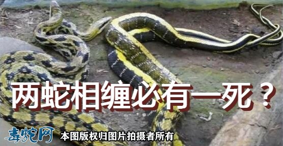 两蛇相缠必有一死