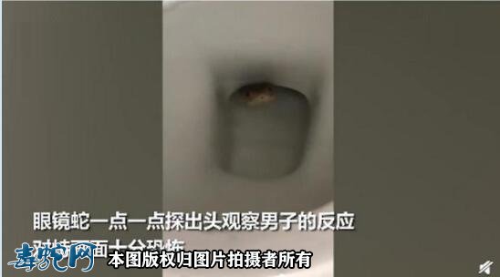 澳洲妇女蹲马桶被蛇咬屁股!柬埔寨男子上厕发现一条眼镜蛇!