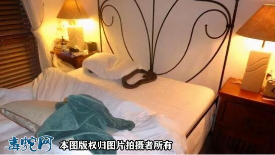 澳洲妇女蹲马桶被蛇咬屁股!柬埔寨男子上厕发现一条眼镜蛇!
