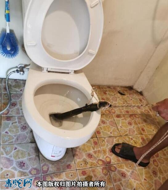 澳洲妇女蹲马桶被蛇咬屁股！柬埔寨男子上厕发现一条眼镜蛇！