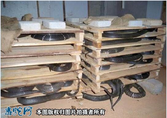 养蛇禁忌