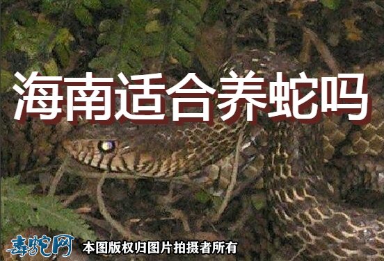 请问海南适合养蛇吗