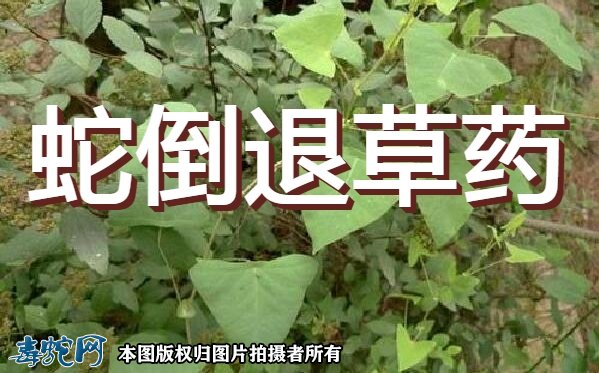 蛇倒退草药图1