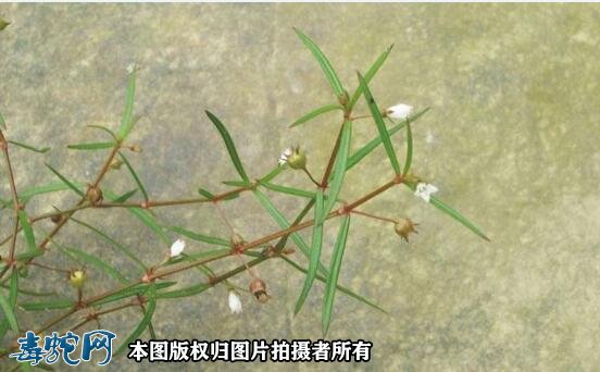 白花蛇舌草图5