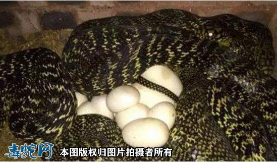 王锦蛇蛋图片2