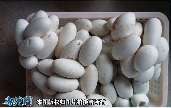 王锦蛇蛋图片4