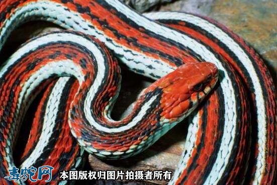 剑纹带蛇图片9
